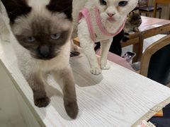 -猫小院猫主题餐厅(南锣旗舰店)
