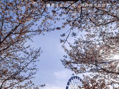 -顾村公园