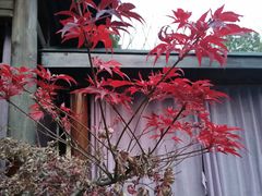 -咸宁万豪温泉谷度假区