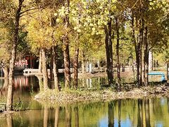 -金塔沙漠胡杨林景区
