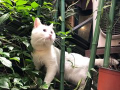 -PCA专业咖啡技能训练营(西南重庆总部)