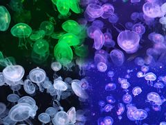 -海合安青岛极地海洋公园