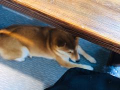 -柴源莊·柴小宠柴犬咖啡