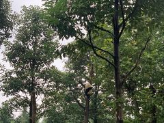 -都江堰中华大熊猫苑