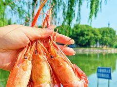-蟹天蟹地农家菜·阳澄湖大闸蟹(浅水湾店)