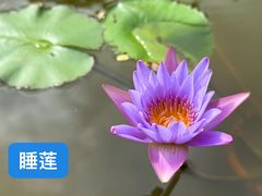 -东莞植物园