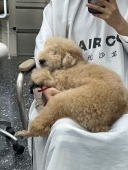 -Hair Co.一间沙龙