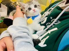 -欣宠猫屋·矮脚拿破仑·蓝金金渐层