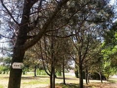 -洛阳郁金香牡丹园