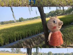 -长兴太湖图影湿地文化园
