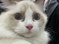 -佳雯宠物医院·皮肤科·内外科(春晓路分院)