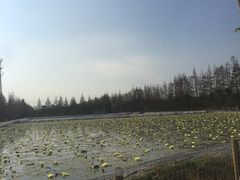 -上海长兴岛郊野公园