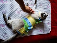 -北京赛佳动物医院