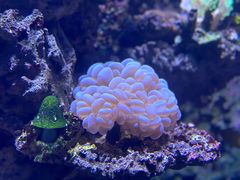 -海合安天津极地海洋公园