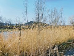 -羊亭河湿地公园