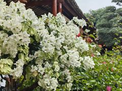 景观位-猪肉婆私房菜(容桂总店)