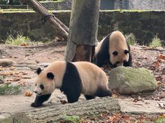 -都江堰中华大熊猫苑