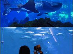 -成都浩海立方海洋公园