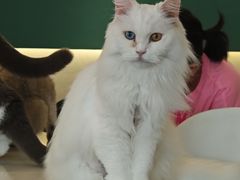-飞行喵MR PILOT|猫舍·猫咖(静安大融城店)