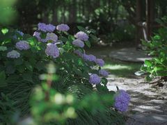 -上海共青森林公园