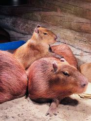 -Zoolung Zoolung动物主题公园(海信广场店)