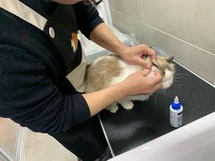 -叮叮猫咪生活馆