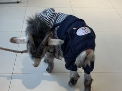 -怪兽屋·羊驼·猫咖·狗咖(俊华广场店)