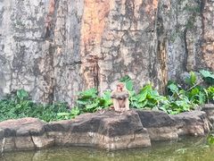 -海南热带野生动植物园