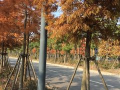 -上海长兴岛郊野公园