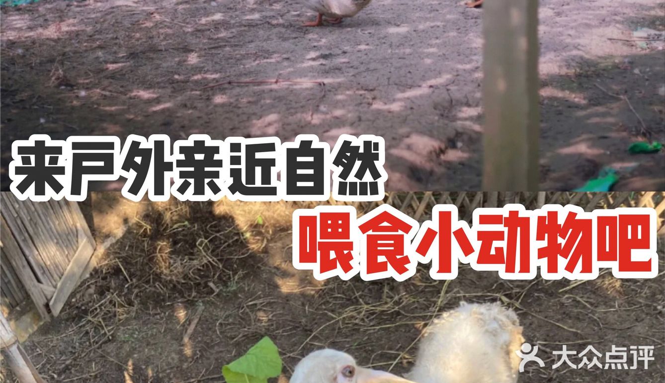 来户外亲近自然，喂食小动物吧！