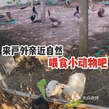 来户外亲近自然，喂食小动物吧！