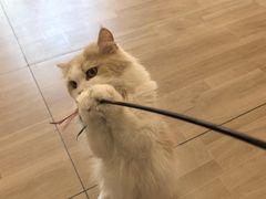 -唐小姐の私宠·宠物洗护美容·撸猫馆·购宠(周浦万达旗舰店)