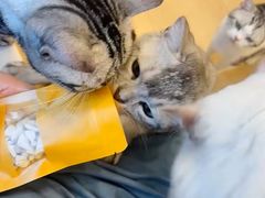 -有喵·猫咖·狗咖·30几只猫10只小狗(岗厦店)