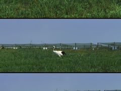 -盐城丹顶鹤湿地生态旅游区