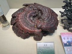 -广东中医药博物馆