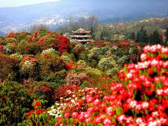 -贵州百里杜鹃风景名胜区