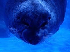 -上海海昌海洋公园