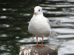 -海德公园