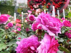 -人民公园(罗湖区)