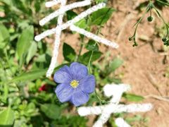 -石家庄市植物园