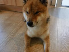 -南京Hallo宠物乐园·哈罗犬舍·柴犬繁育基地