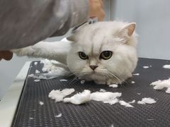 -PETKIT 小佩宠物·低压洗护·美容·寄养(安远店)