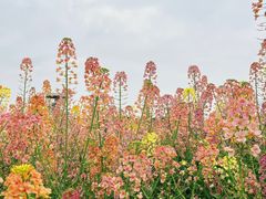 -中国天府农业博览园