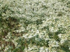 iphone_upload_pic-紫海香堤香草艺术庄园