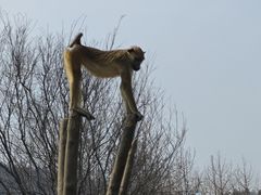 -上方山森林动物世界