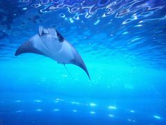 -迪拜水族馆及水下动物园