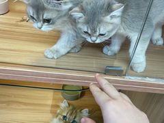 -猫十亿·布偶金渐层·曼基康矮脚猫舍(青年路店)