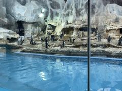 -帝企鹅自助餐厅•儿童岛•真企鹅(长隆企鹅酒店)