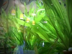 android_upload_pic-Gloria Jean's Coffees