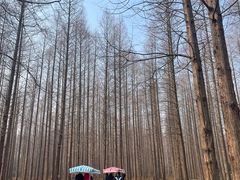 -黄海国家森林公园